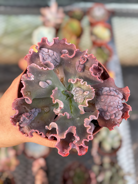 Echeveria Verrugas