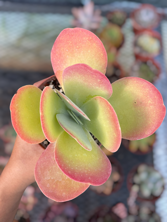 Kalanchoe Thyrsiflora