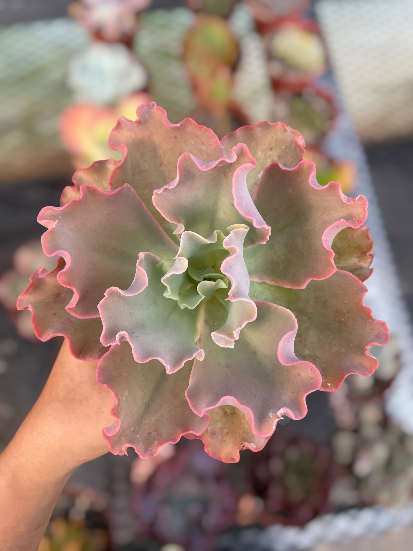 Echeveria Blue Giant