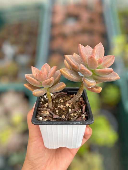 Graptosedum Bronce