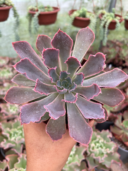 Echeveria Neón Breaker