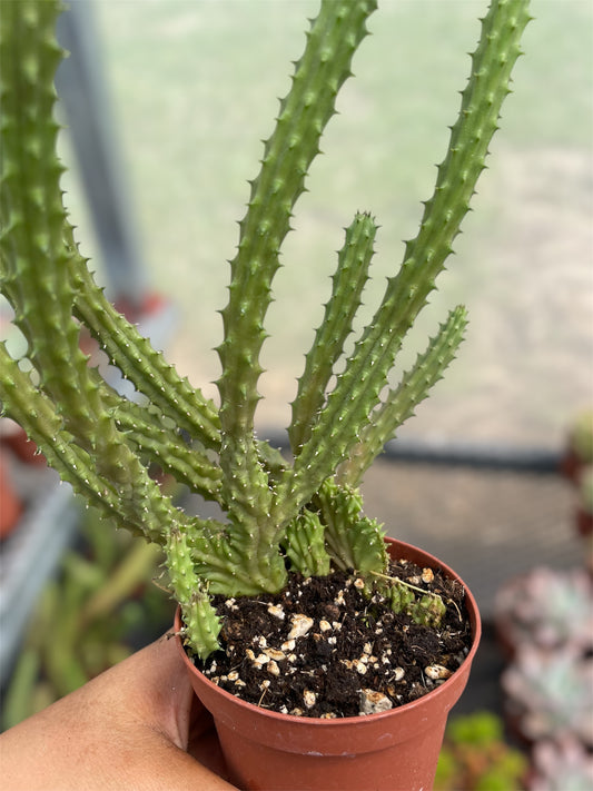 Huernia Macrocarpa