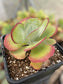 Kalanchoe Thyrsiflora