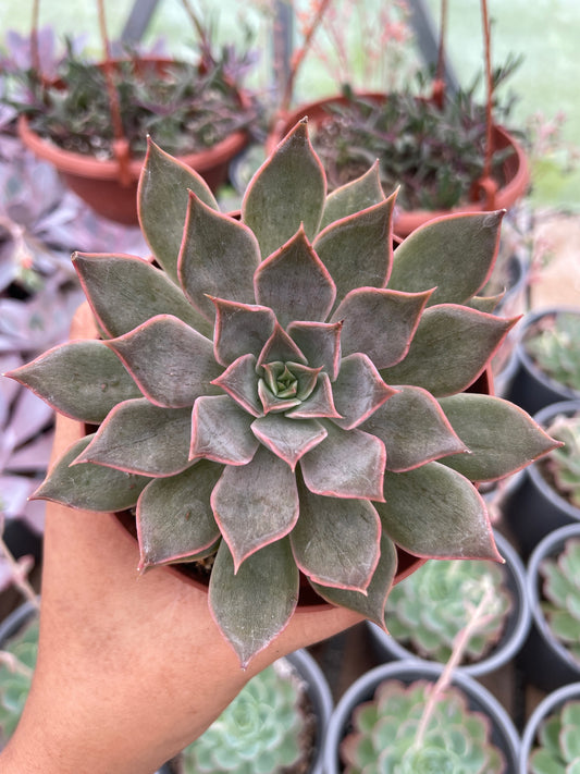 Echeveria Sin ID