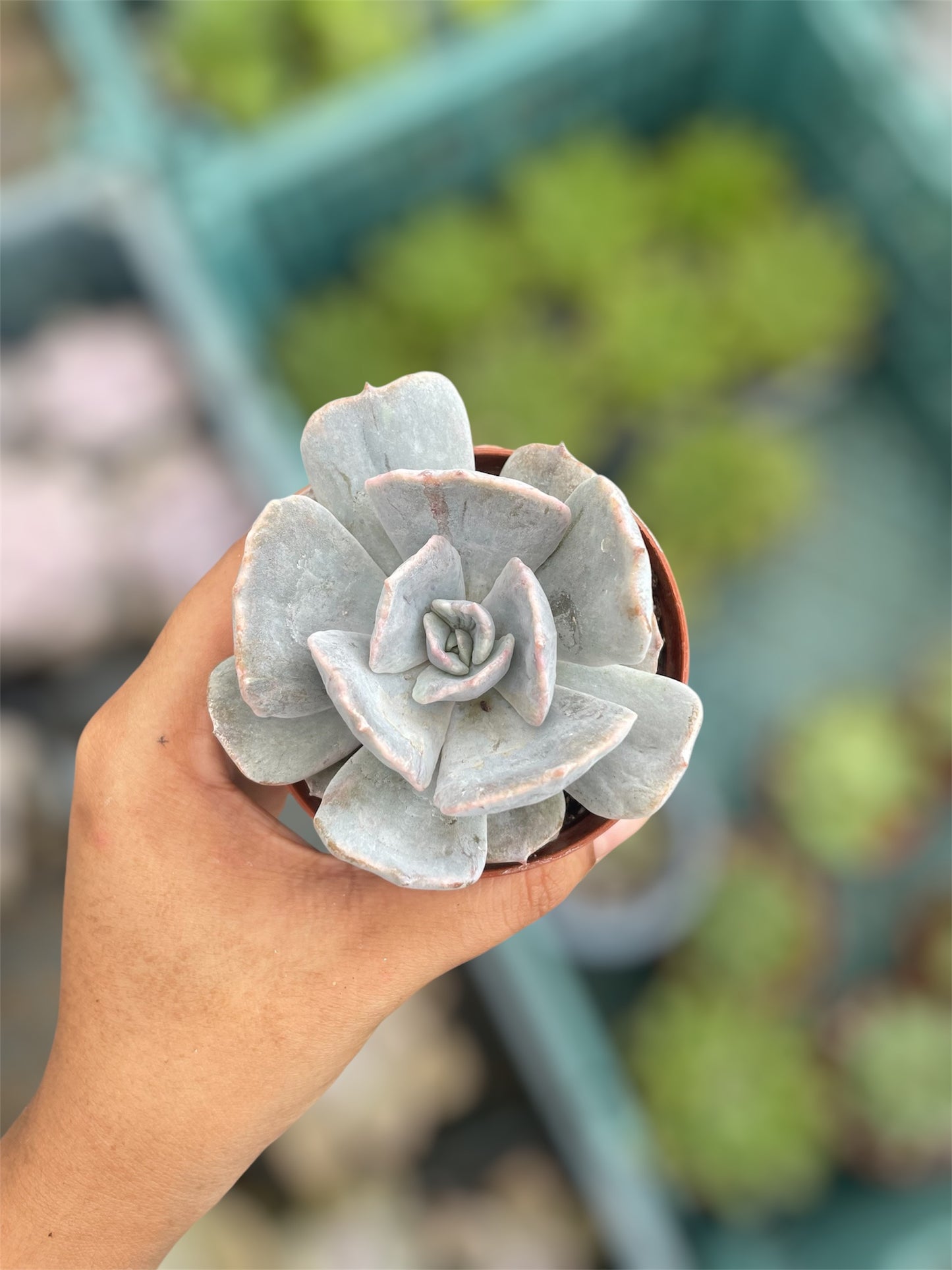 Echeveria Pollux Monstruosa