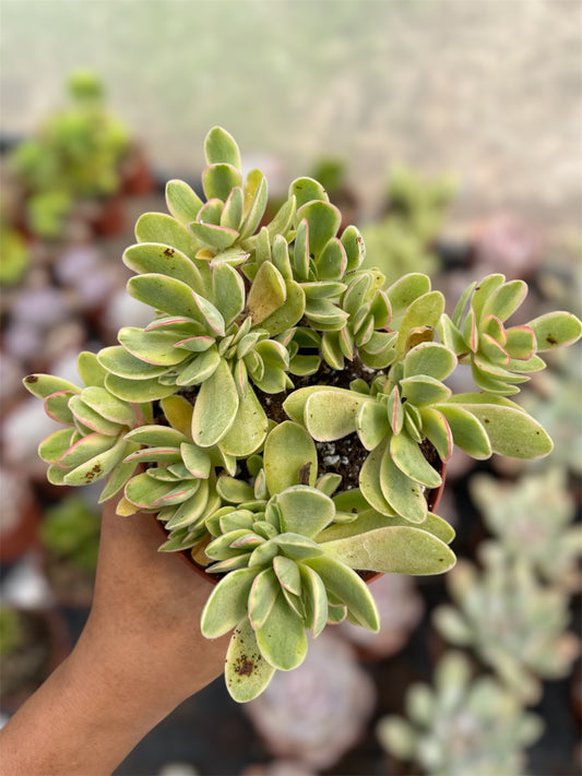 Crassula Money Maker