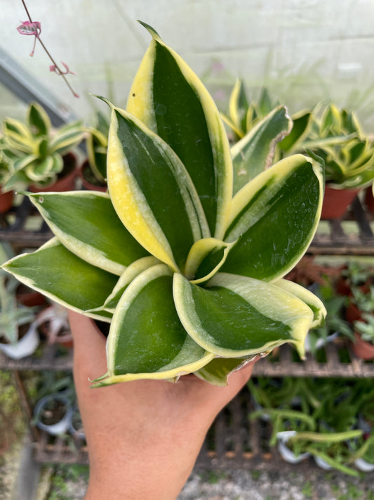 Lengua de Suegra Mini