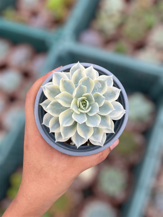 Echeveria Subsesilis Variegada