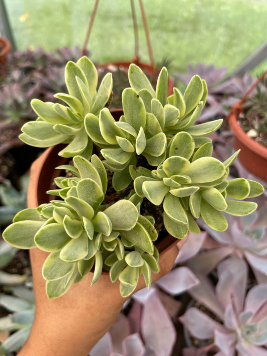 Crassula Money Maker