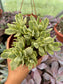 Crassula Money Maker