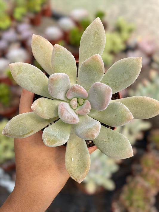 Pachyphytum Pachyphytoides