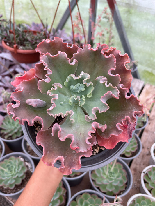 Echeveria Verrugas
