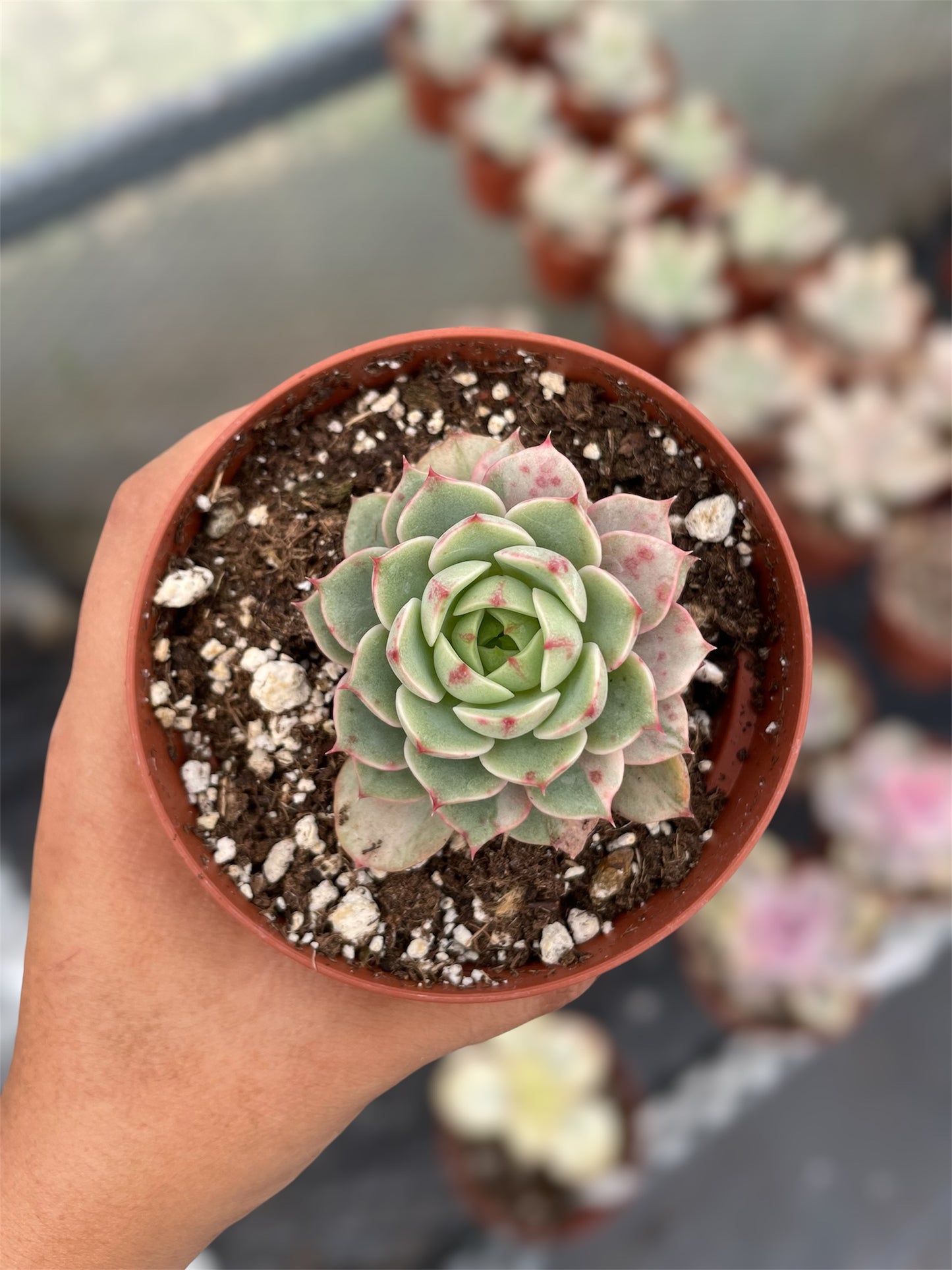 Echeveria Ben Badis