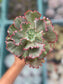 Echeveria Diamond State Revertida