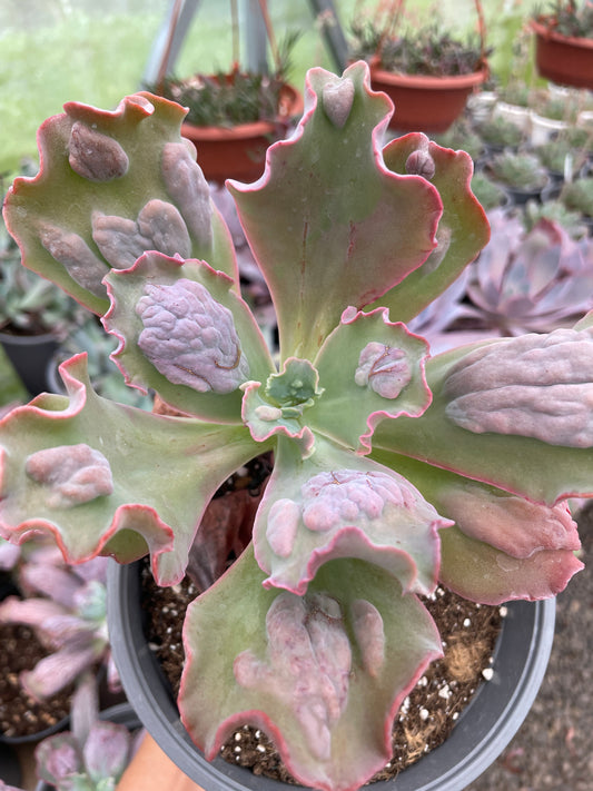 Echeveria Lilac Snow
