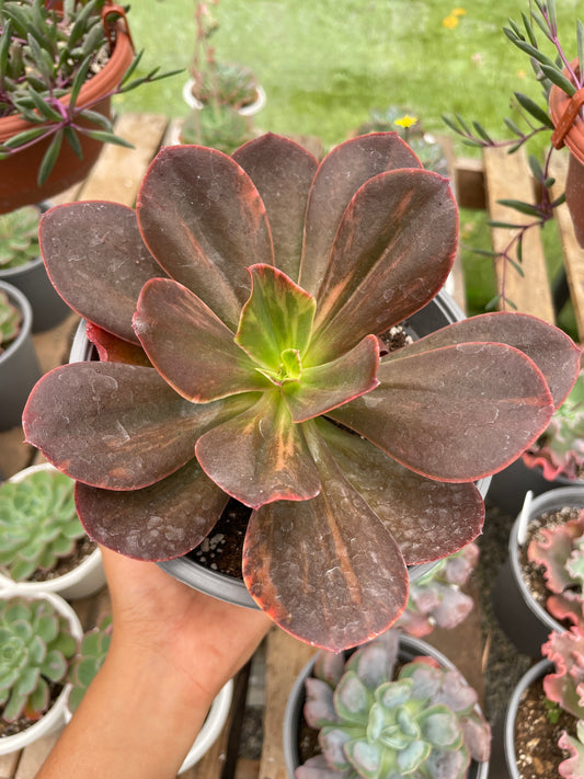 Echeveria Primadonna Variegada