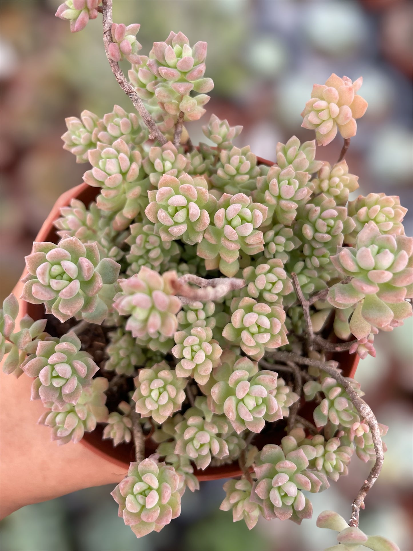 Echeveria Querencia