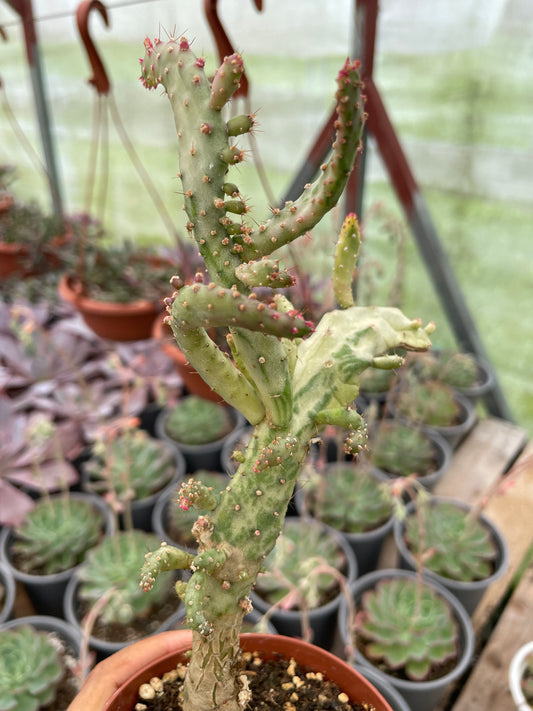 Opuntia Monacantha Variegada