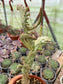 Opuntia Monacantha Variegada