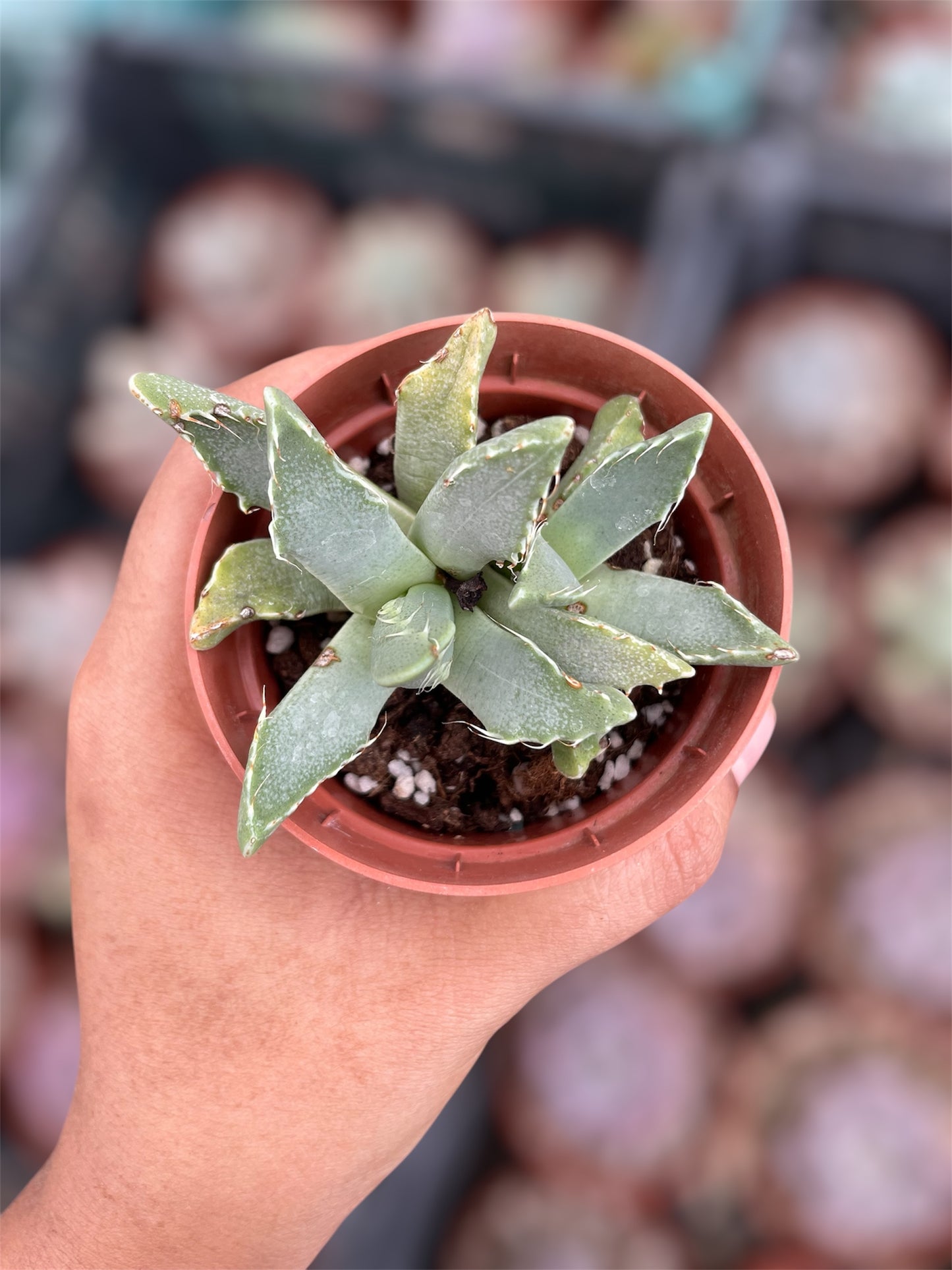 Faucaria Tigrina