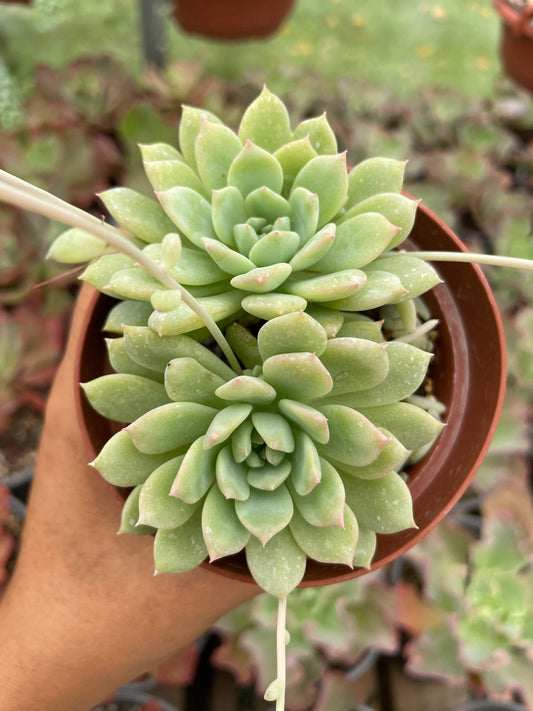 Echeveria Prolífica