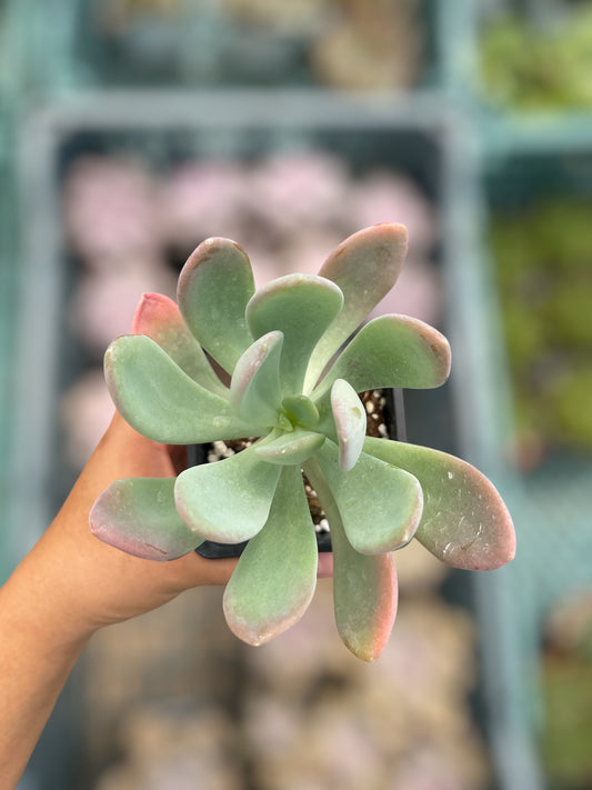 Pachyphytum Sin ID