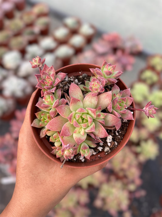 Graptopetalum Macdougallii