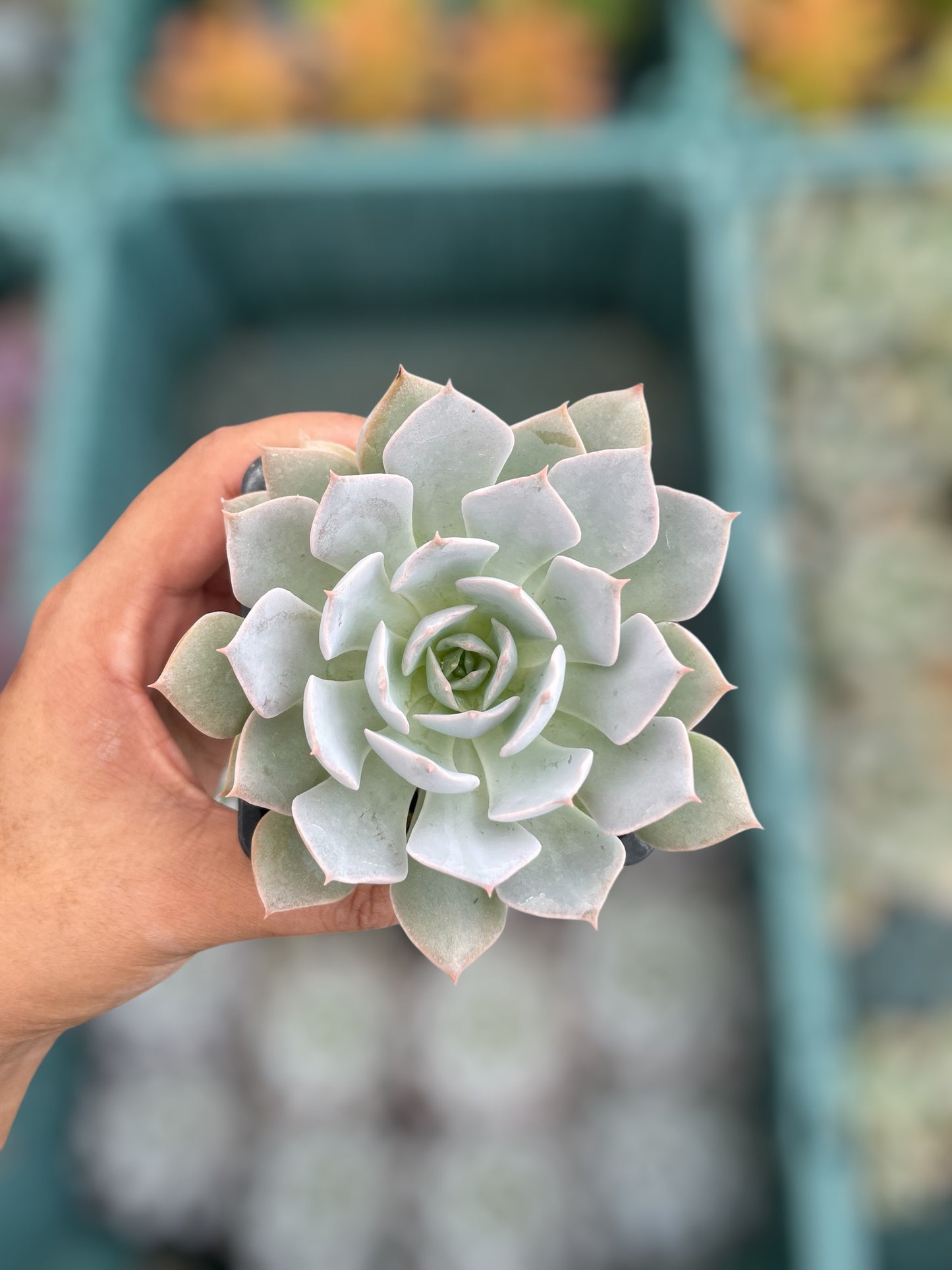 Echeveria Peacockii