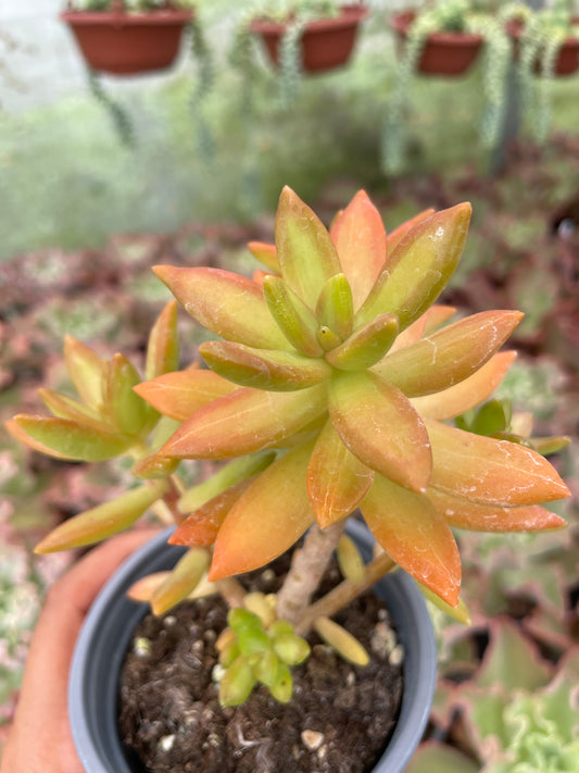 Sedum Nussbaumerianum