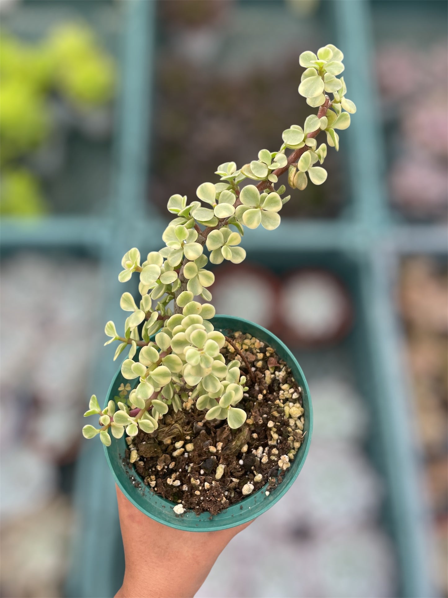 Portulacaria Afra Variegada