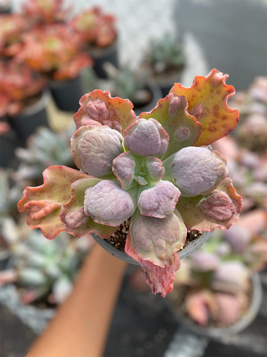 Echeveria Lilac Snow