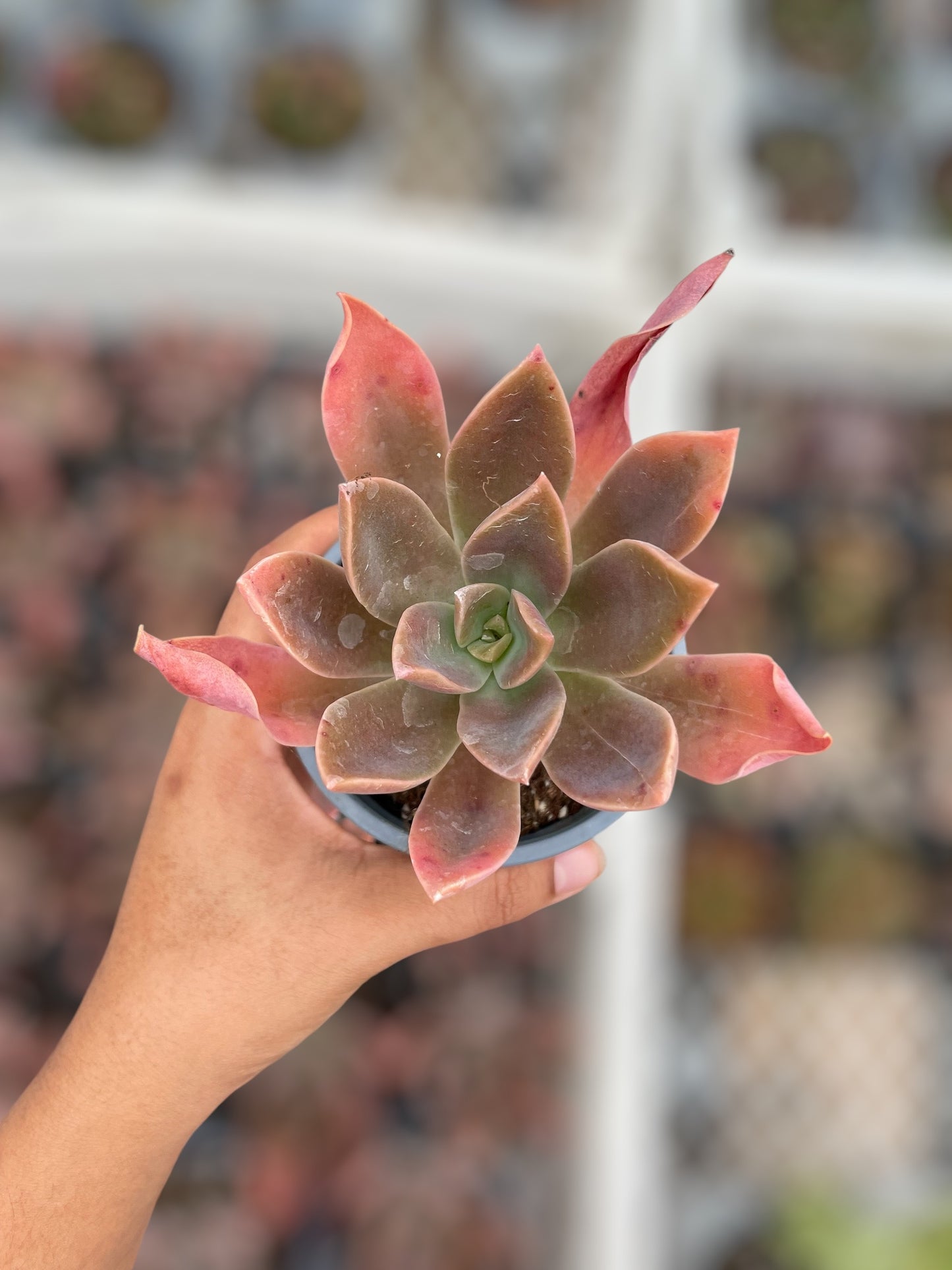 Graptoveria Fred Ives