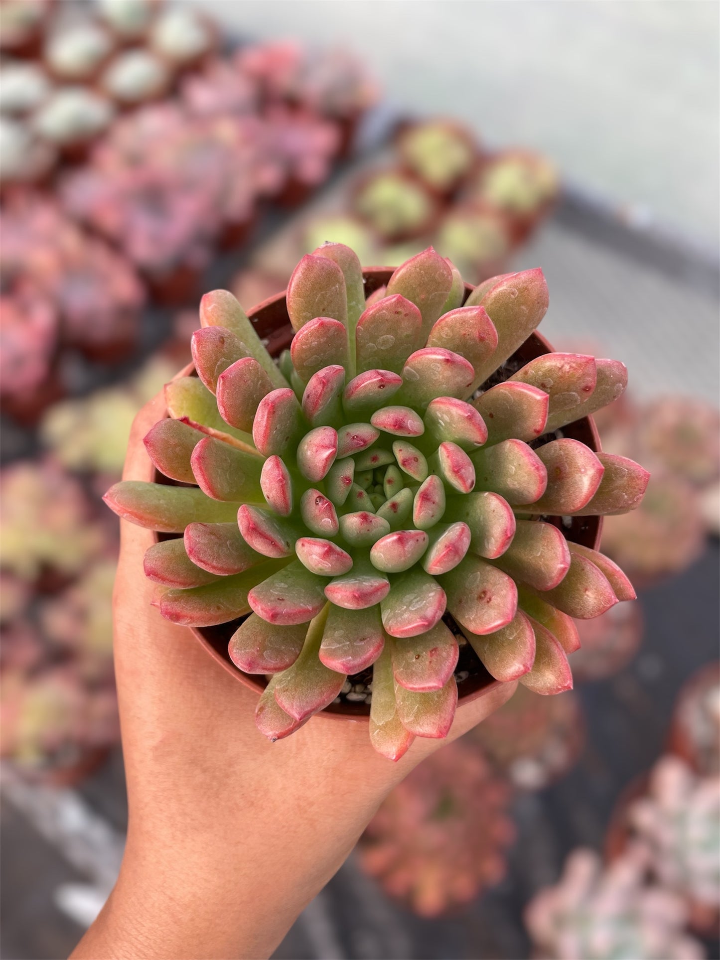 Echeveria Basfull