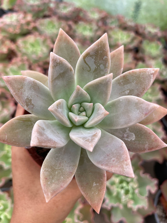 Graptopetalum Ghost