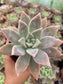Graptopetalum Ghost