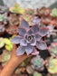 Echeveria Afterglow