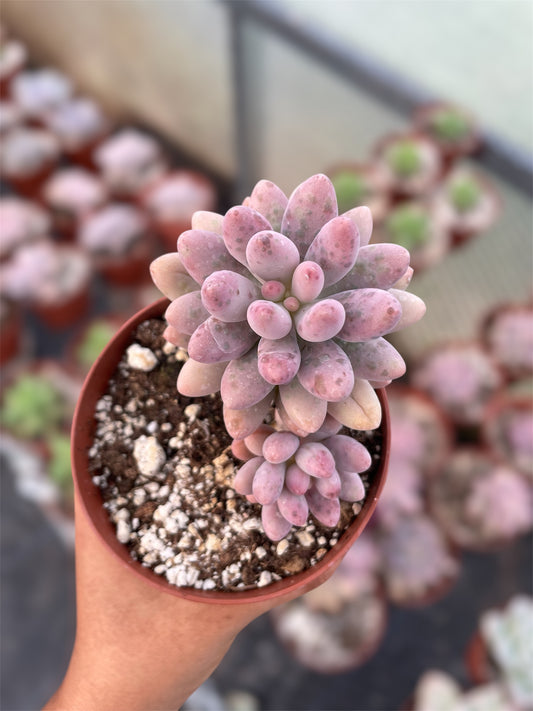 Pachyphytum Rzedowskii