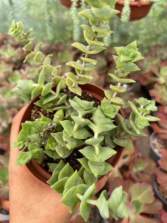 Crassula Perforata