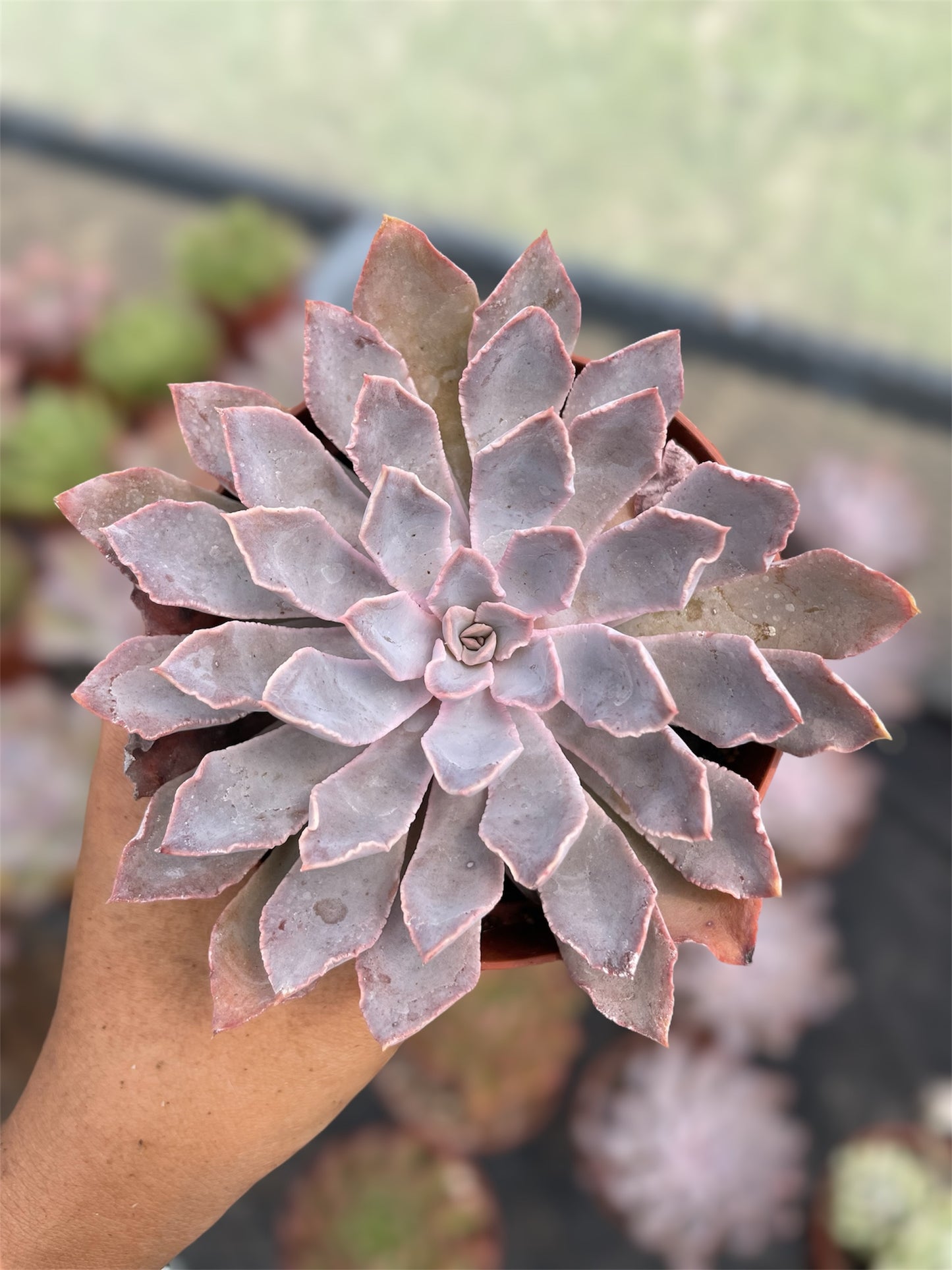 Echeveria Shaviana Pink Frills