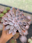 Echeveria Shaviana Pink Frills