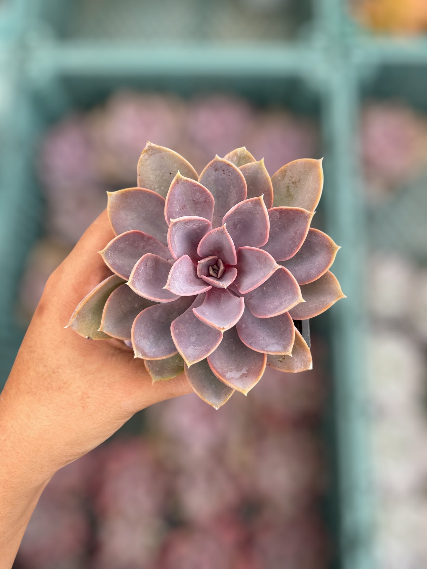 Echeveria Perle Von Nurnberg