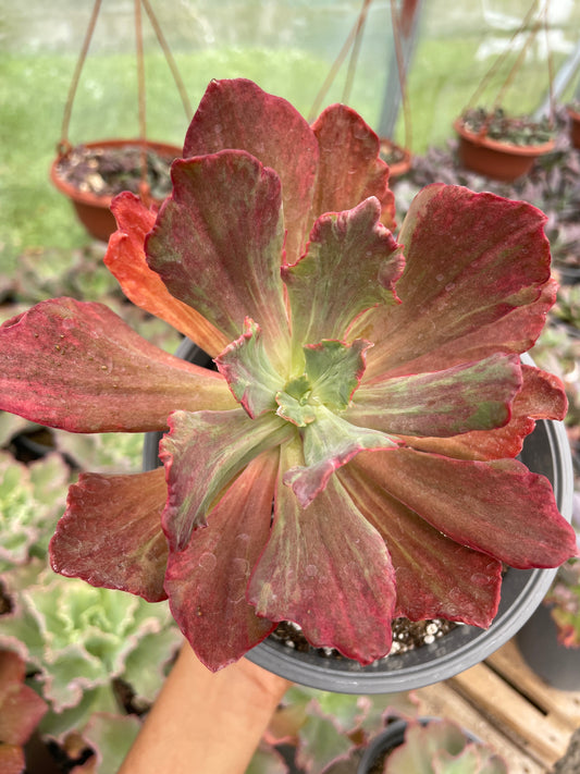 Echeveria Diamond State