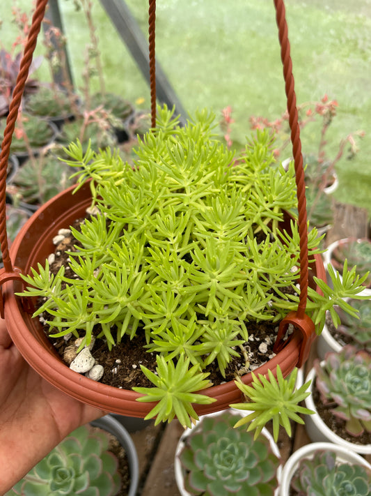 Sedum Lineare