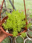 Sedum Lineare