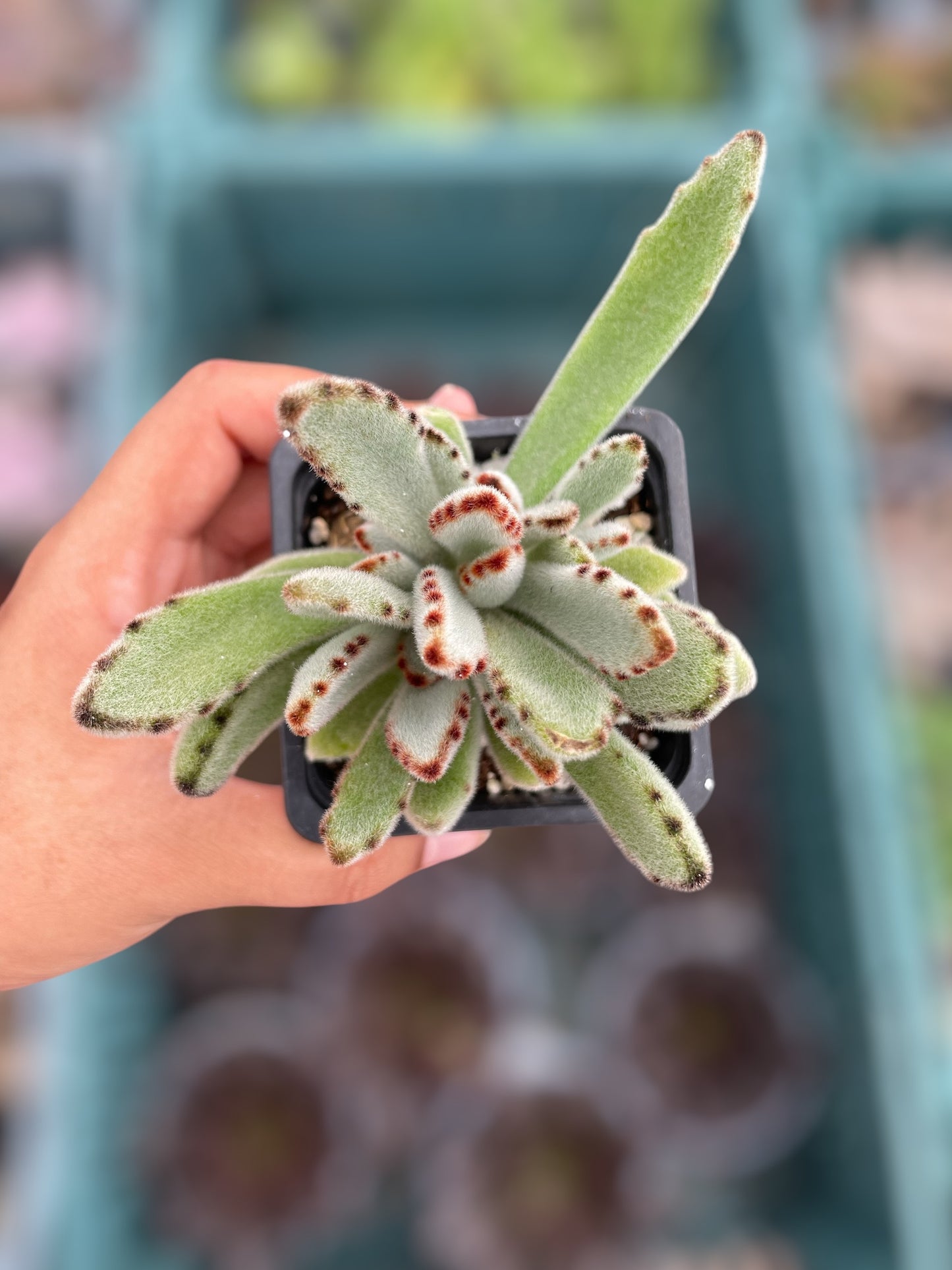 Kalanchoe Tomentosa