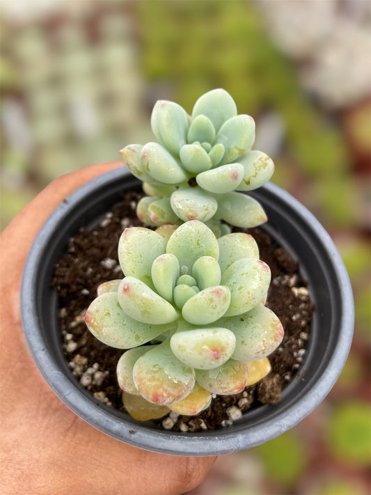 Sedum Clavatum
