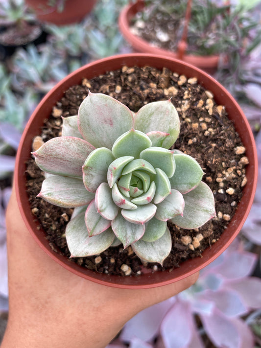 Echeveria Ben Badis Variegada