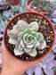Echeveria Ben Badis Variegada