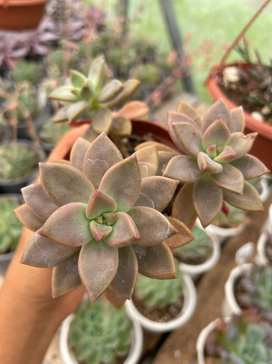 Graptosedum Bronce