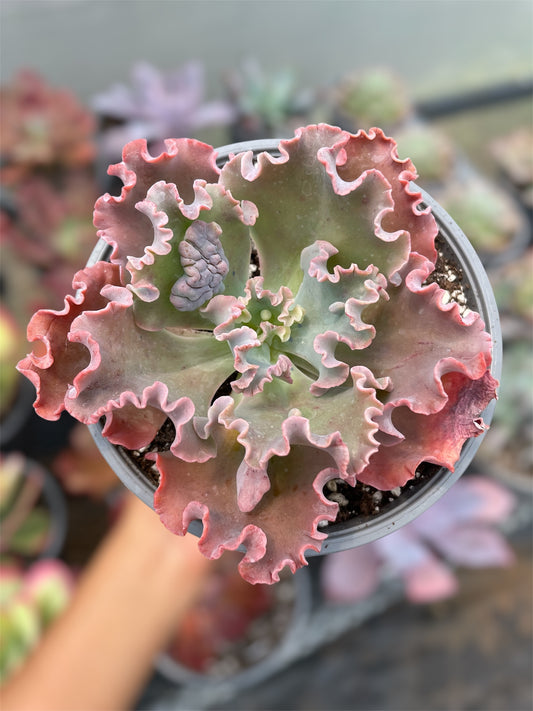 Echeveria Verrugas